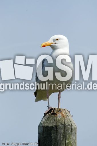 Silbermöve (3 von 5).jpg